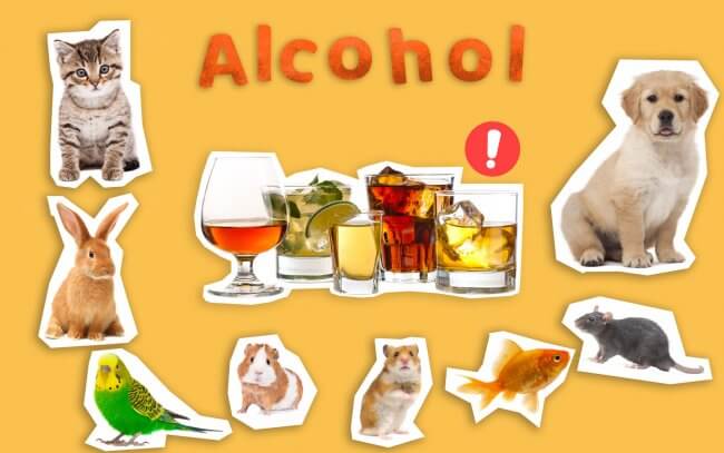 Alcohol could be harmful to pets such as cats, dogs, rabbits, birds, hamsters, fish and small rodents.