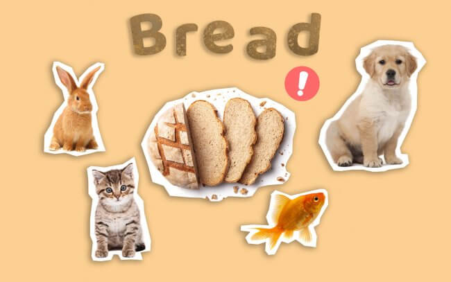 Bread could be harmful to pets such as cats, dogs, fish and rabbits.