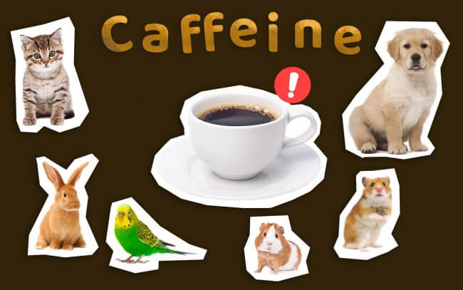 Caffeine could be harmful for cats, dogs, rabbits, birds, hamsters and guinea pigs.