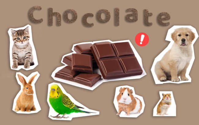 Chocolate could be harmful to pets such as cats, dogs, rabbits, birds, hamsters and smaller rodents.