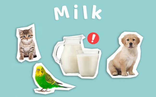 Milk could be harmful to pets such as cats, dogs and birds.