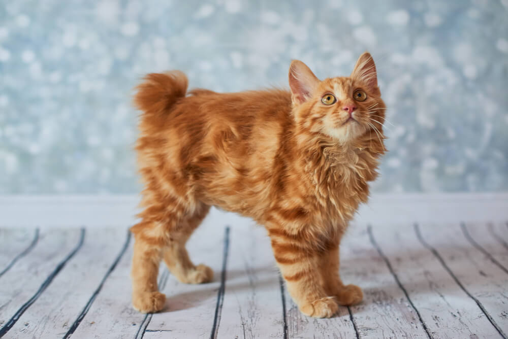 a ginger American Bobtail kitten