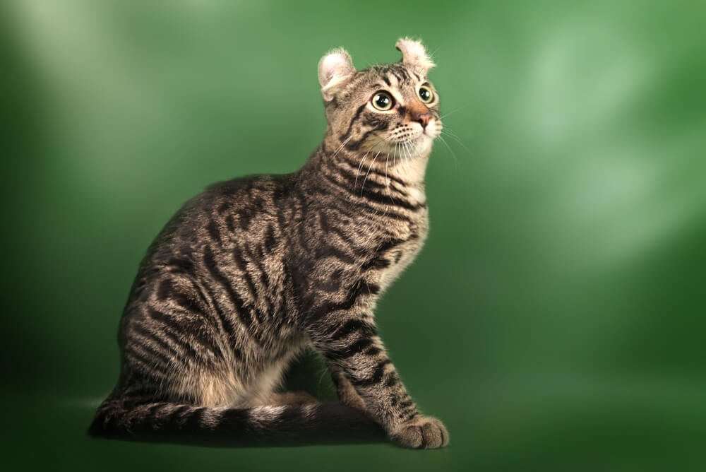 a striped American Curl