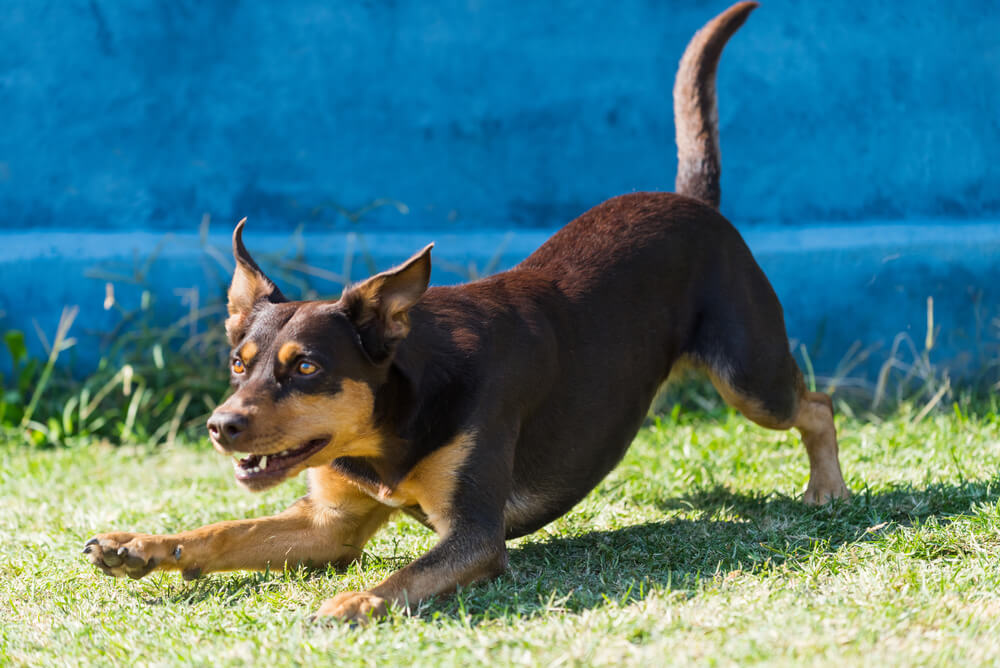 Australian Kelpie