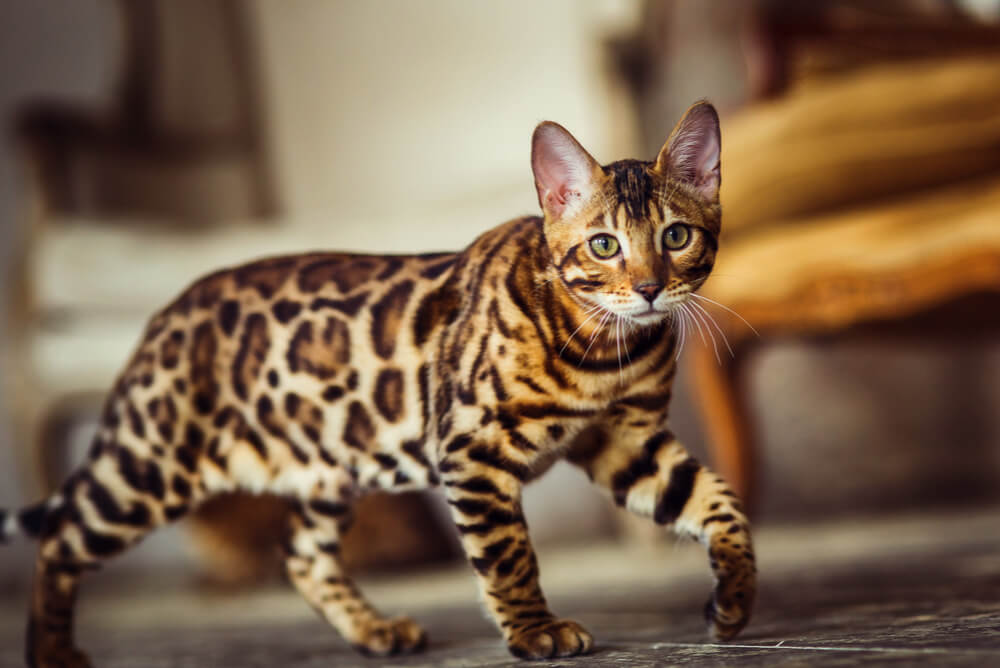 a Bengal cat prowling across the floor