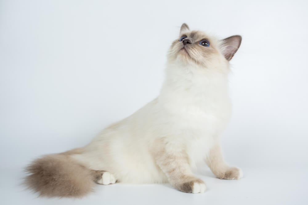 A blue-eyed Birman cat