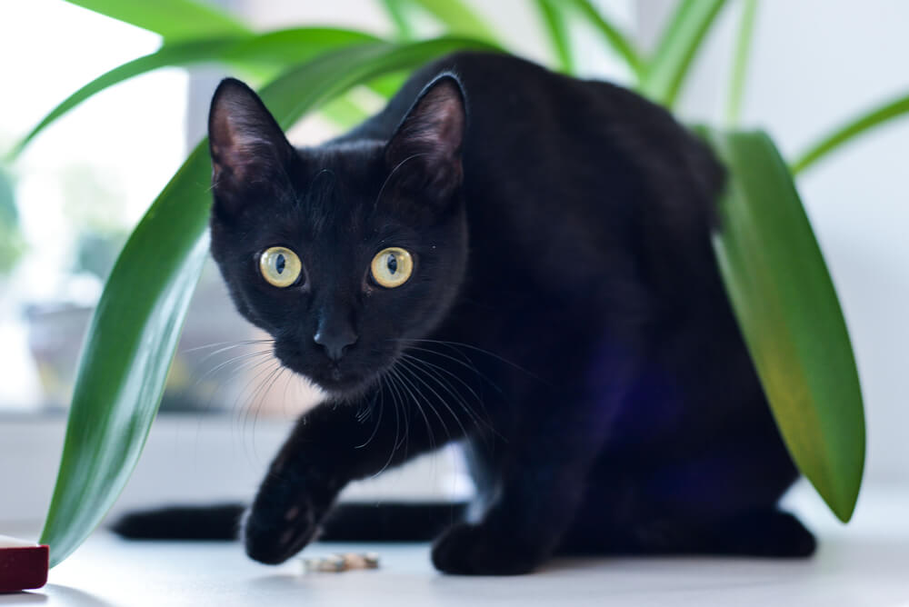 a Bombay cat sneaking under a pot plant