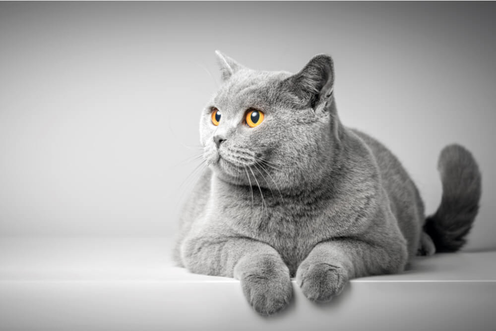 a grey British Shorthair cat with amber eyes