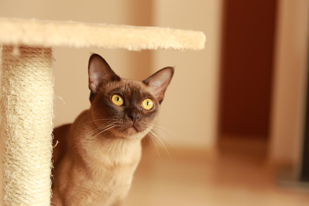 a Burmese cat standing next to a scratching post