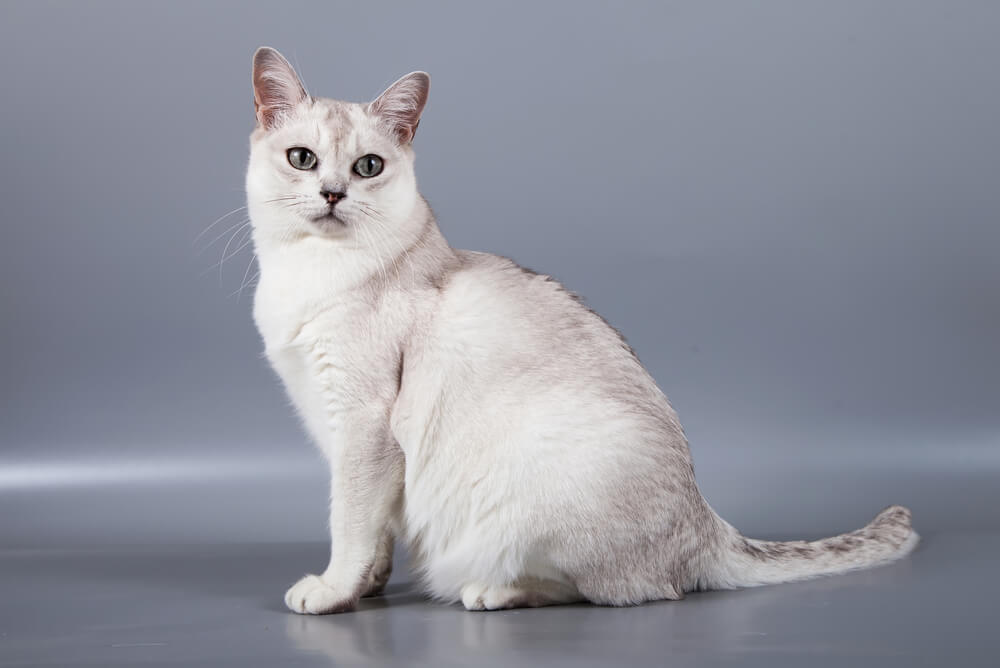 a white and grey Burmilla