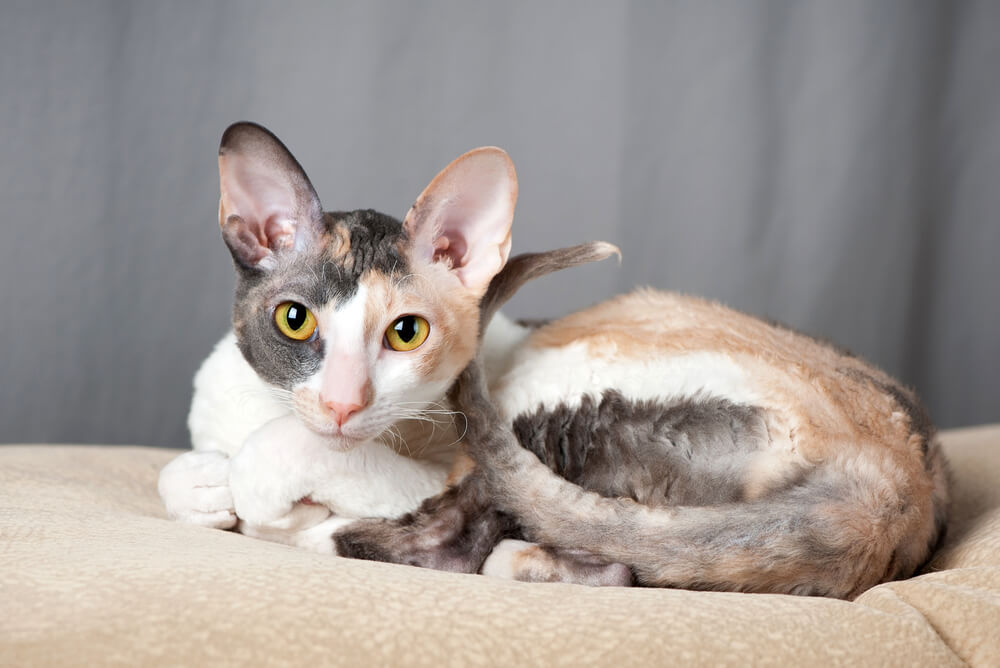 A Cornish Rex cat curled up on the bed