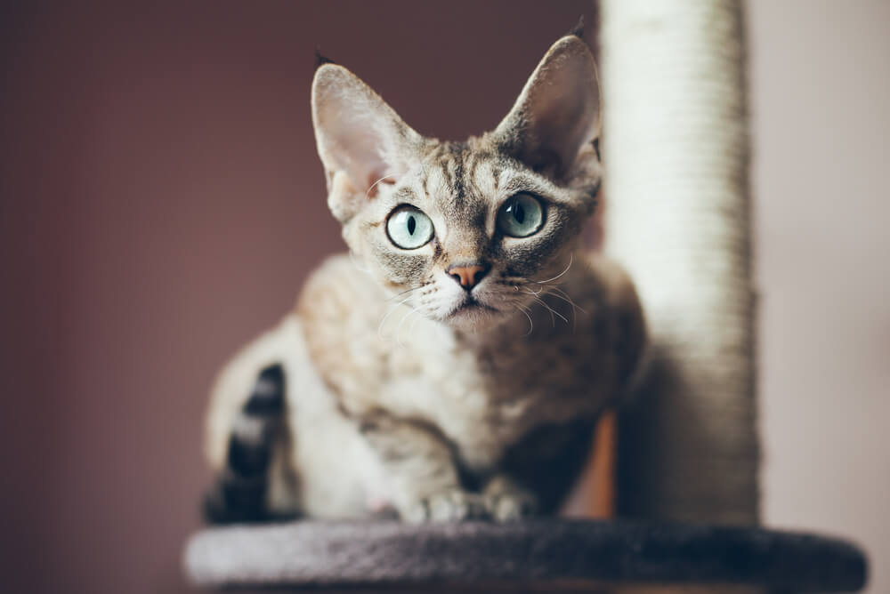 a Devon Rex cat standing on a cat tower