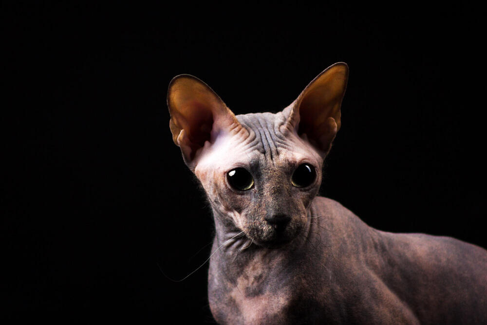 a tortoiseshell Donskoy cat