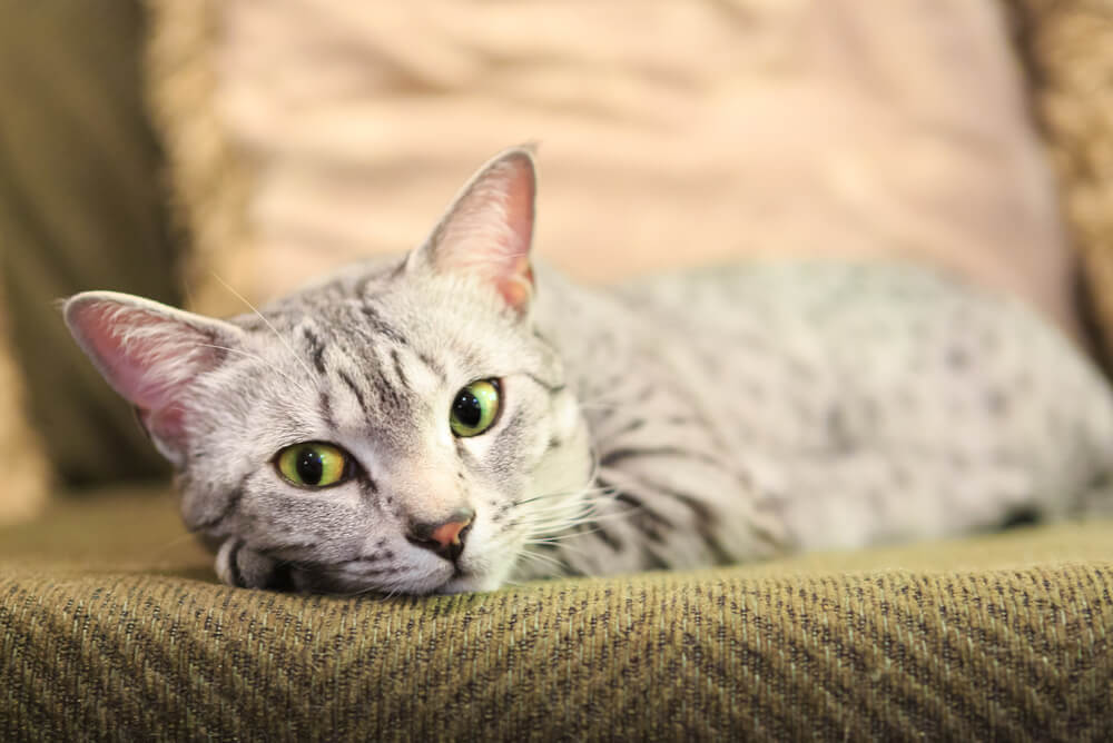 an Egyptian Mau sitting on a couch