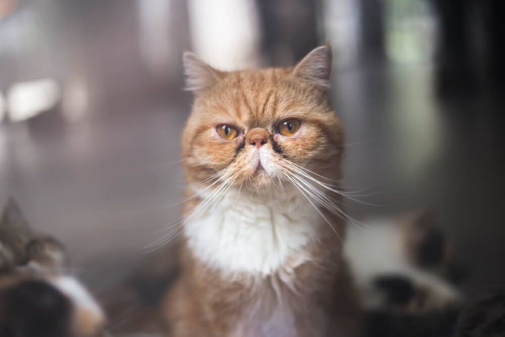 an Exotic Shorthair cat