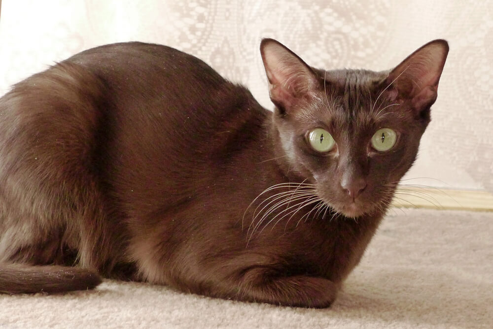 a Havana Brown sitting on the carpet