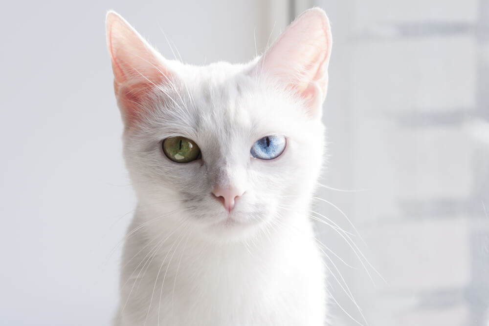 a Khao Manee with one green eye and one blue eye