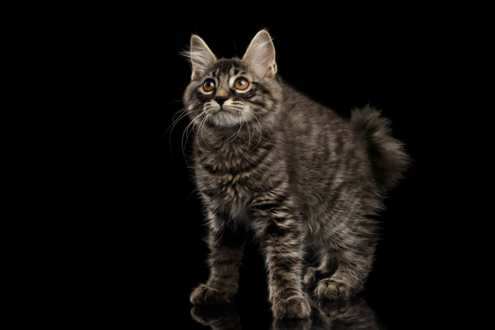 a striped Kurilian Bobtail crouching