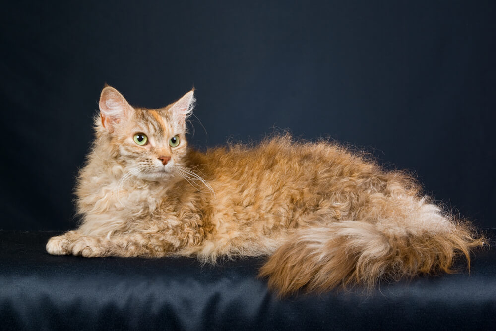 a LaPerm resting on a dark blanket