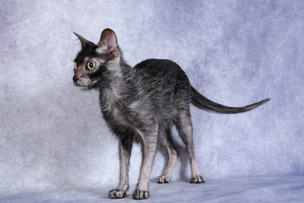 a black Lykoi standing