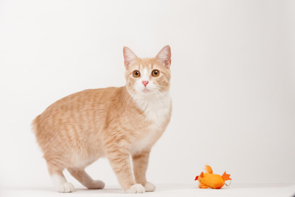 a ginger Manx cat