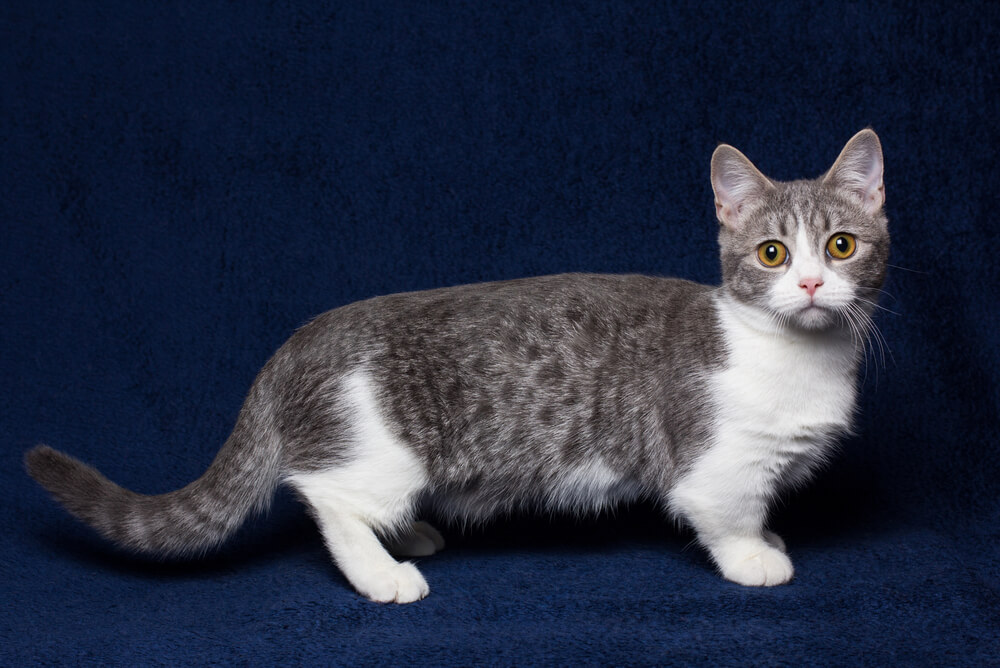 a white and grey Munchkin cat