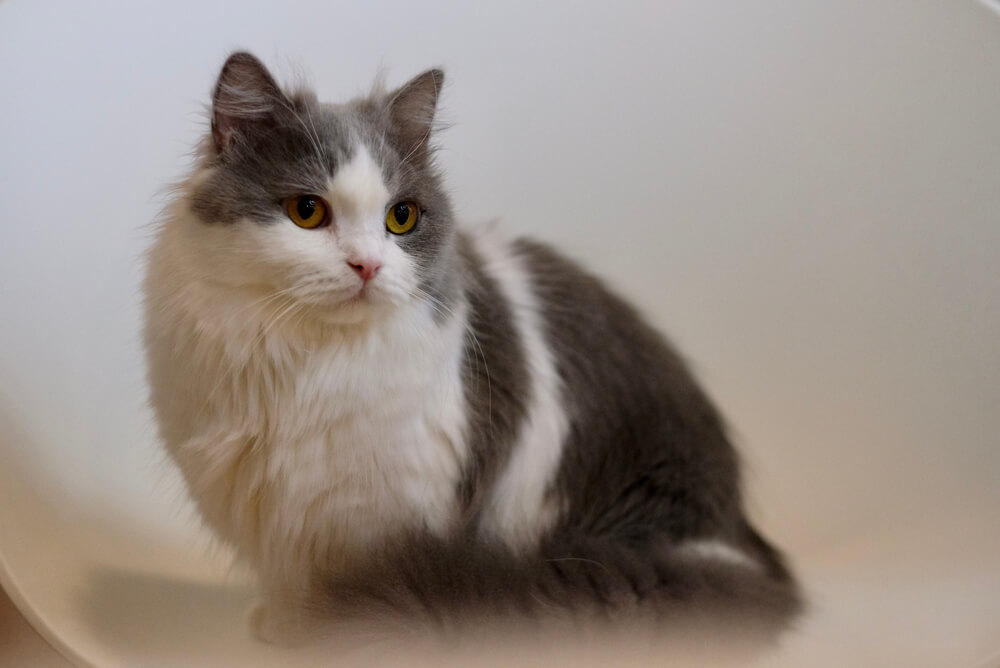 a white and grey Napoleon crouched on a table