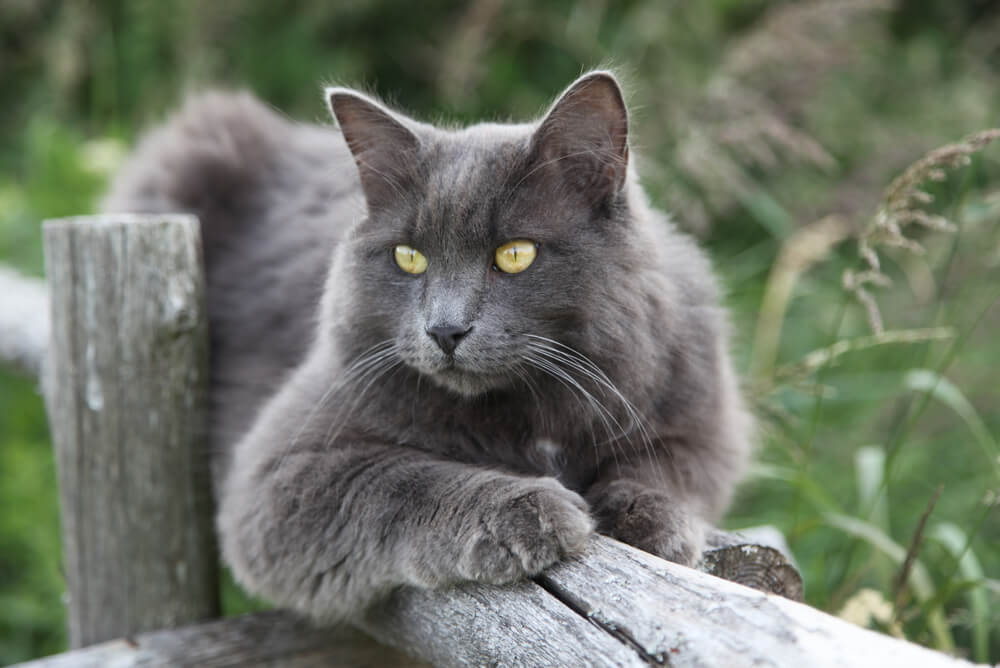a Nebelung lying on a wooden fence
