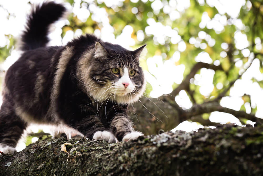 a Norwegian Forest Cat perched in a tree