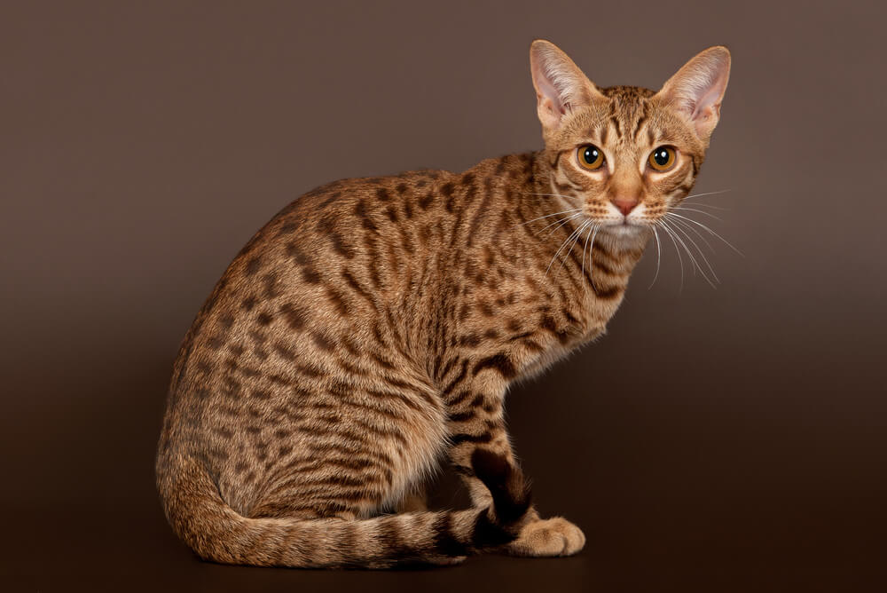 light brown Ocicat sitting up