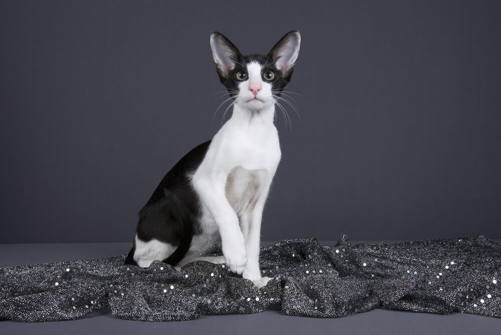 a black and white adult oriental
