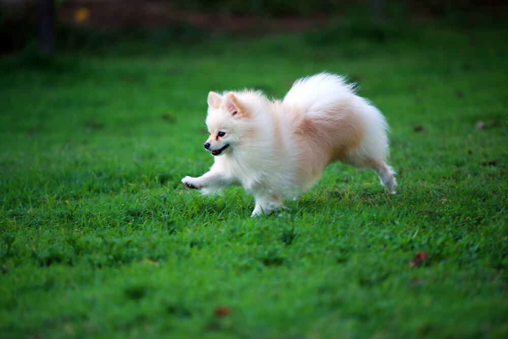 Pomeranian