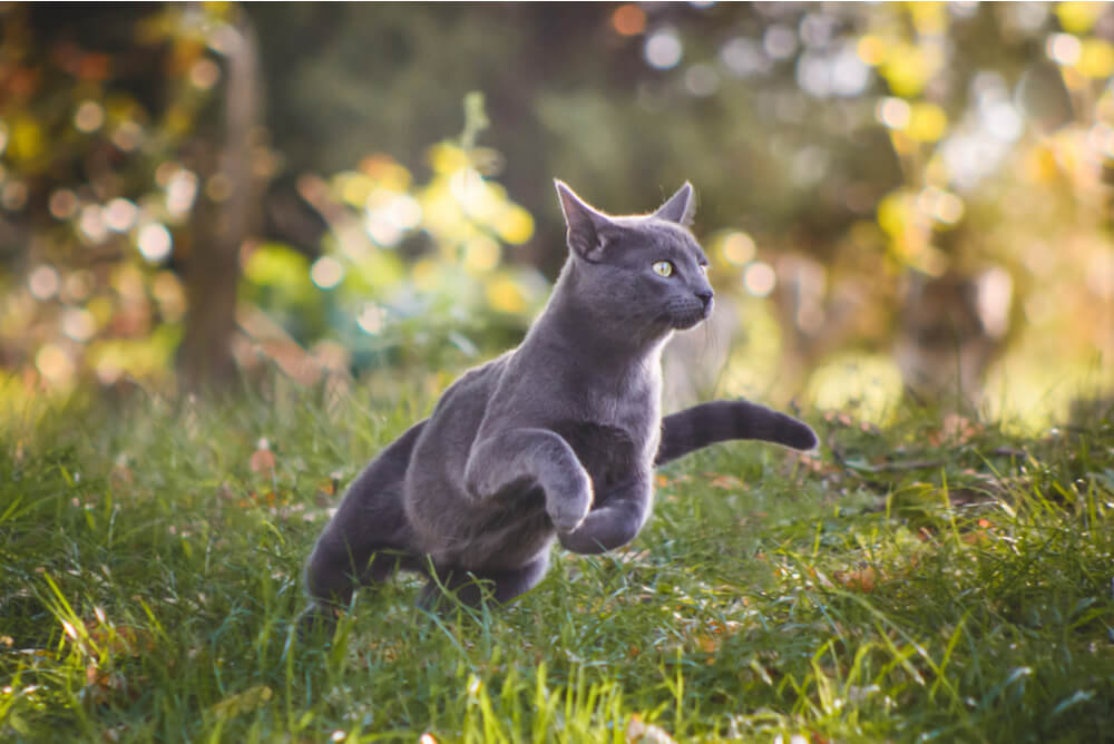 Russian Blue running across the grass
