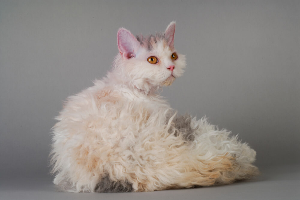 a Selkirk Rex lying down