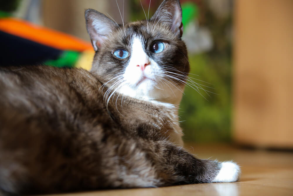 a Snowshoe cat lying down on the floor
