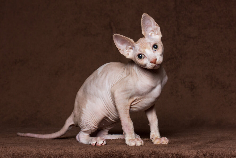 a Sphynx sitting on a brown blanket