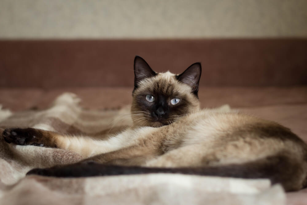 a Thai cat lying down on a chequered blanket