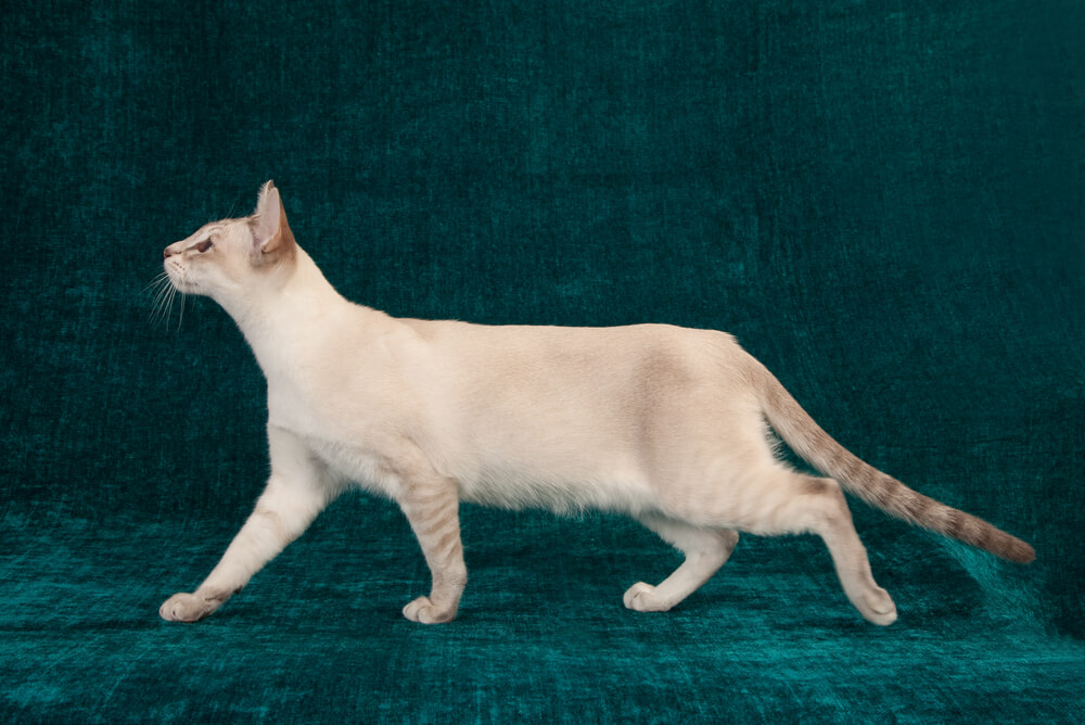 a Tonkinese cat in front of an emerald background