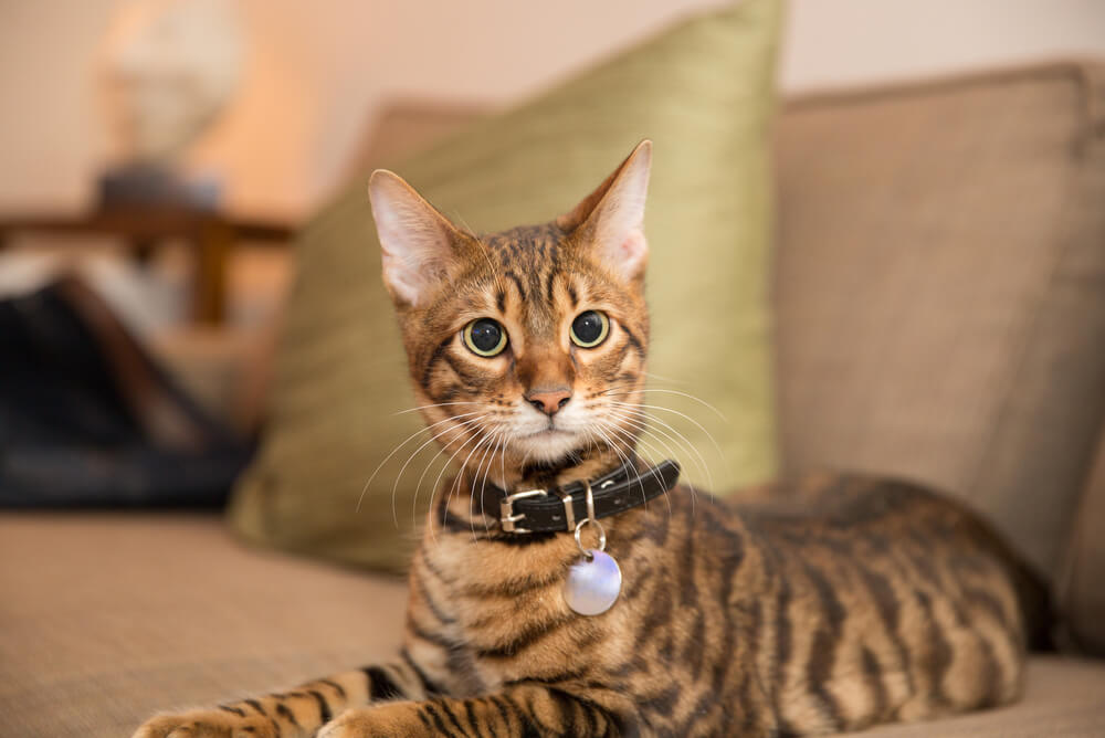 a Toyger cat wearing a collar and sitting on a couch