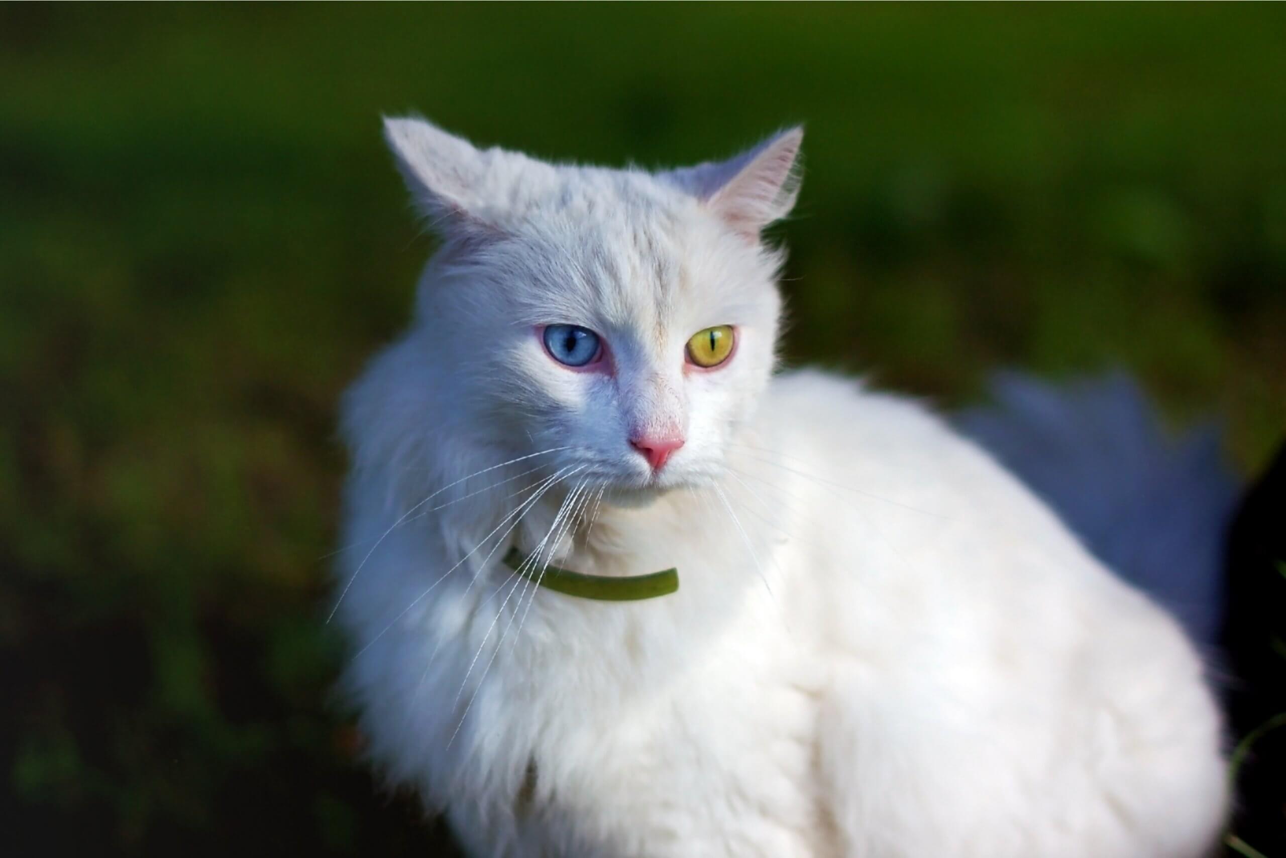 a white Turkish Angora with one blue eye and one green eye