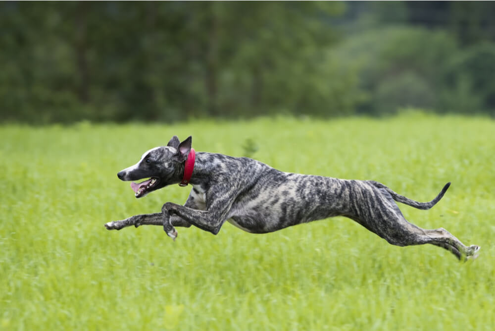 Whippet