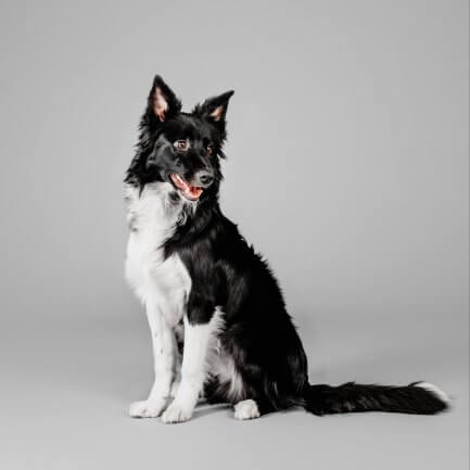 black and white dog