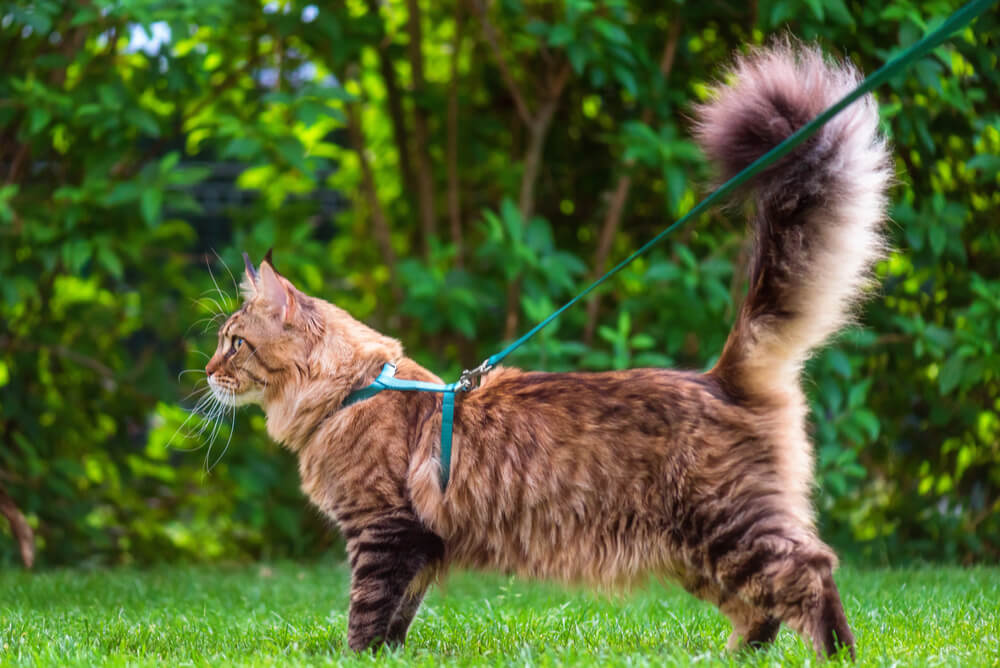 Cat wearing a cat harness and lead out in the garden