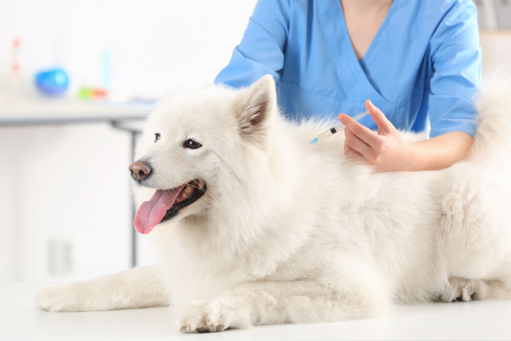 a vet giving a dog a vaccination