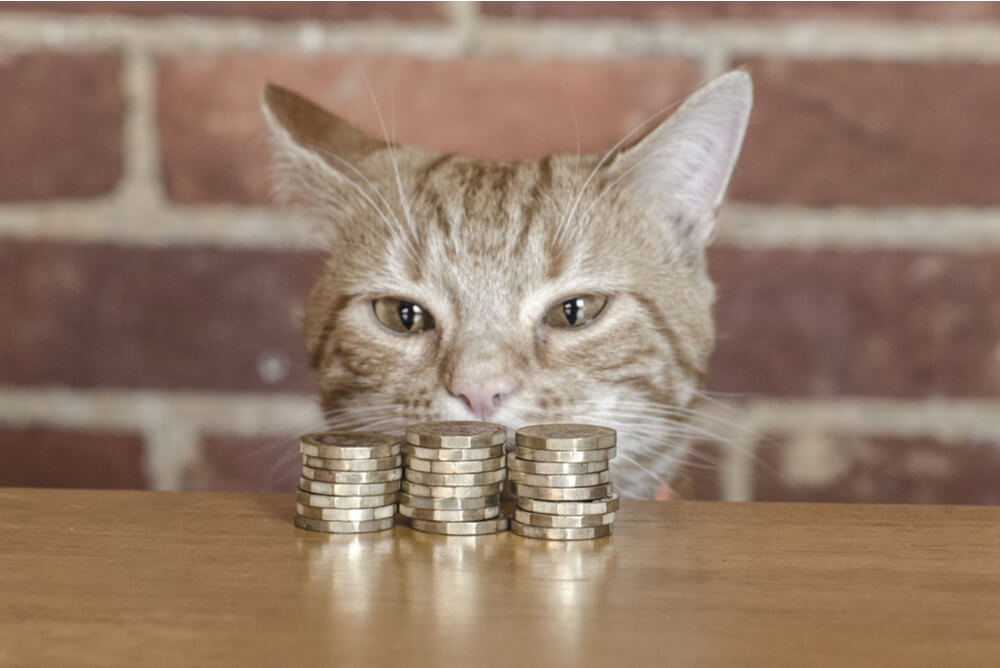 Ginger cat eyeing a pile of coins on a table
