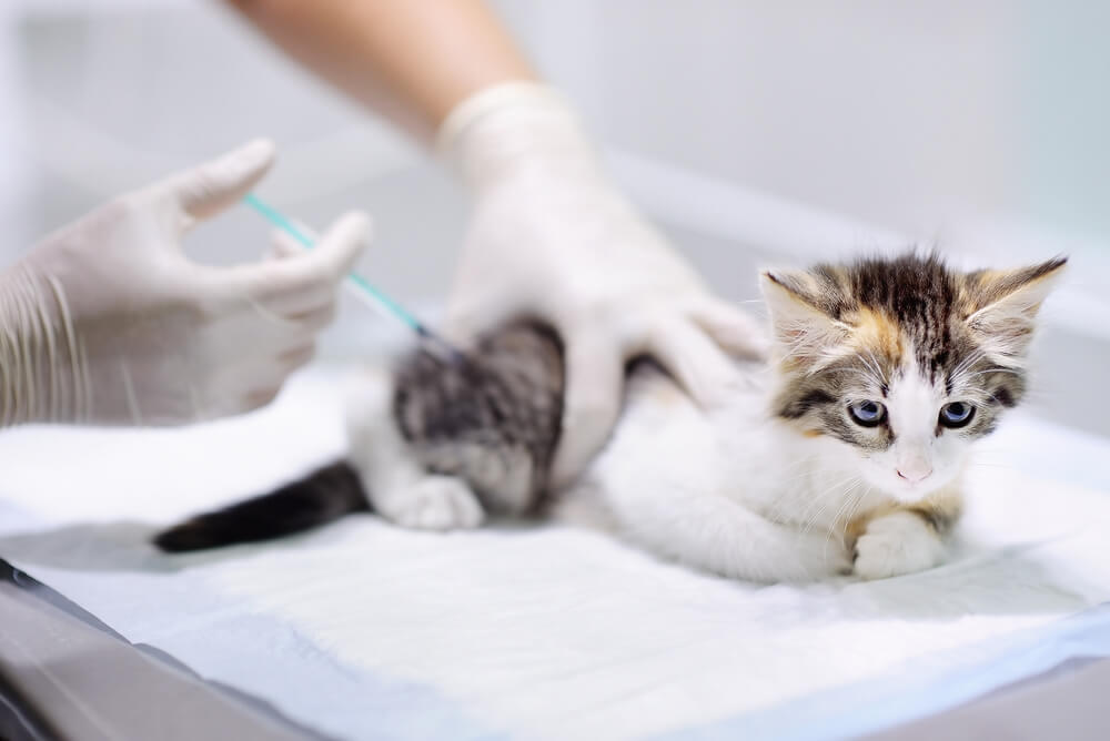 a kitten receives a vaccination