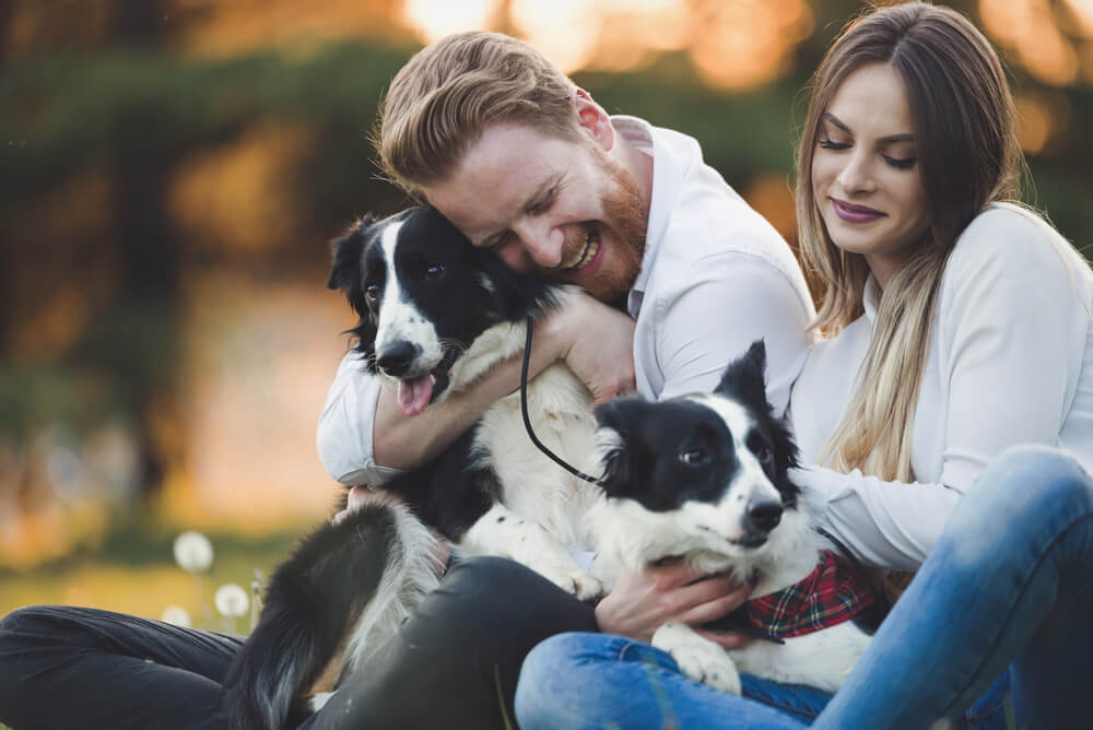 A couple cuddling two Border Collies in the park