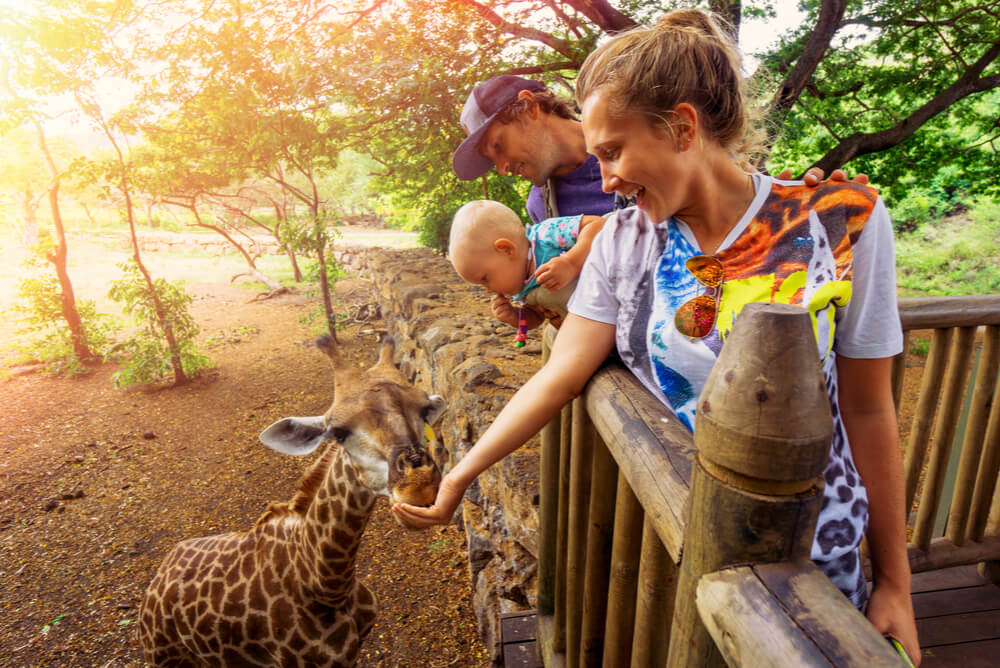 a family on holiday in Africa feeding a giraffe