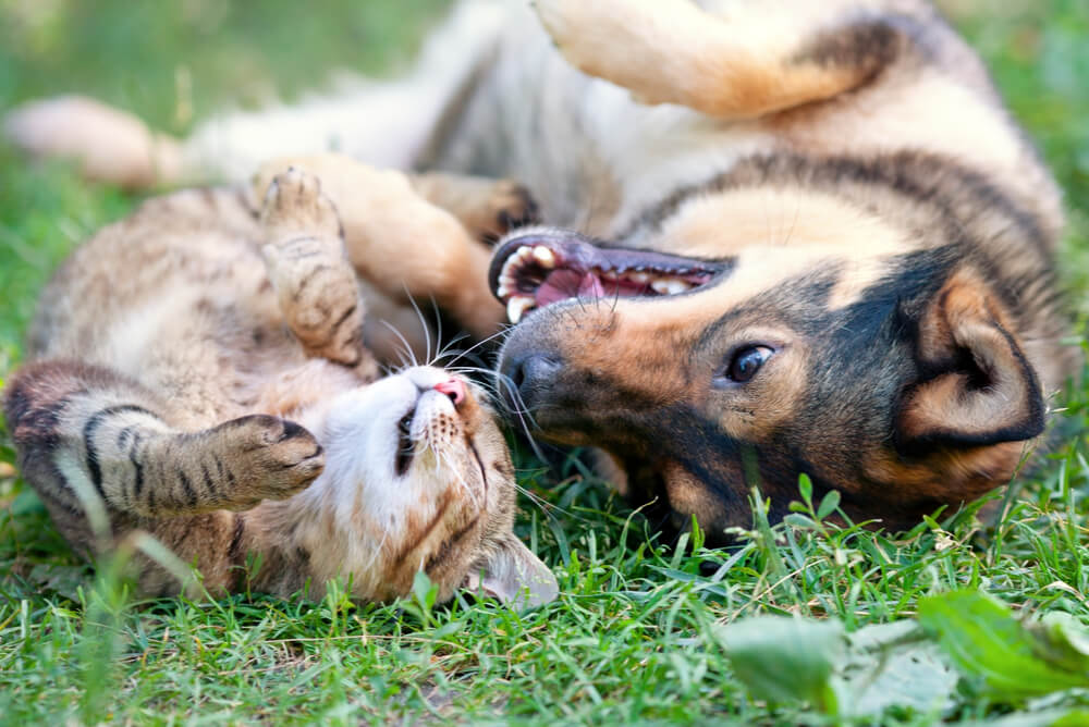 a dog and cat playing together in the grass
